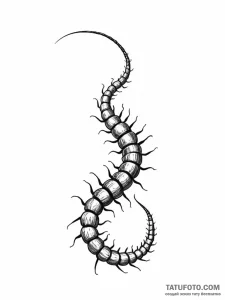 Centipede - эскиз тату (№1751741274_0, 05.07.2025 18:47) — Tatufoto.com