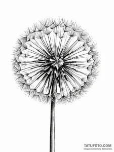 A dandelion clock (is there, but can be a clo... - эскиз тату (№1751941013_0, 08.07.2025 02:16) — Tatufoto.com