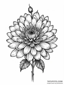 Chrysanthemum - эскиз тату (№1751953968_0, 08.07.2025 05:52) — Tatufoto.com