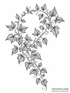 A beautiful, delicate pattern of ivy vines - эскиз тату (№1752148849_0, 10.07.2025 12:00) — Tatufoto.com