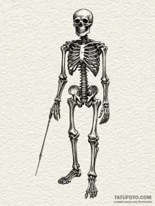 X-ray view of a skeleton, showing old, healed... - эскиз тату (№1752314732_0, 12.07.2025 10:05) — Tatufoto.com