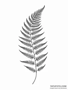 Fern - эскиз тату (№1752335982_0, 12.07.2025 15:59) — Tatufoto.com