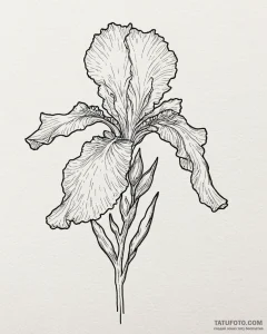Iris, artistic tattoo sketch, linework tattoo... - эскиз тату (№1753065729_0, 21.07.2025 02:42) — Tatufoto.com