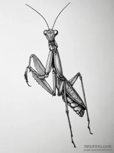 Praying mantis, tattoo drawing outline, reali… — эскиз тату (№1753758712_0, 29.07.2025 03:11) — Tatufoto.com