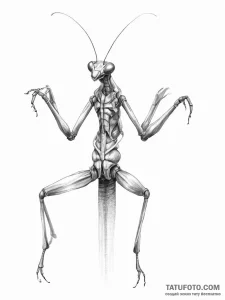 A praying mantis in a martial arts pose, ink... - эскиз тату (№1753907510_0, 30.07.2025 20:31) — Tatufoto.com