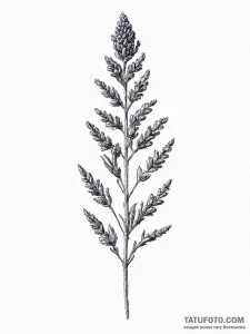 Lavender, artistic tattoo sketch, linework ta... - эскиз тату (№1754266200_0, 04.08.2025 00:10) — Tatufoto.com