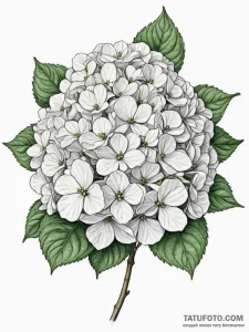 Hydrangea - эскиз тату (№1754594306_0, 07.08.2025 19:18) — Tatufoto.com