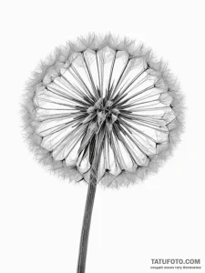 A detailed macro shot of a dandelion seed hea... - эскиз тату (№1754877858_0, 11.08.2025 02:04) — Tatufoto.com