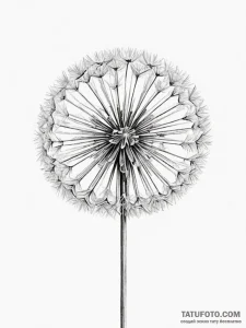 A dandelion clock (is there, but can be a clo... - эскиз тату (№1754921835_0, 11.08.2025 14:17) — Tatufoto.com