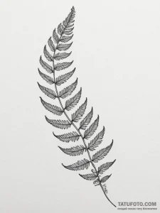 A fern frond unfurling, tattoo line art, blac... - эскиз тату (№1755167064_0, 14.08.2025 10:24) — Tatufoto.com