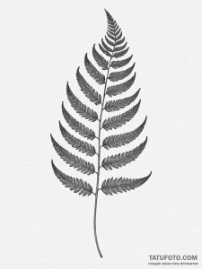 Tattoo sketch a detailed fern leaf, showing i... - эскиз тату (№1755434376_0, 17.08.2025 12:39) — Tatufoto.com