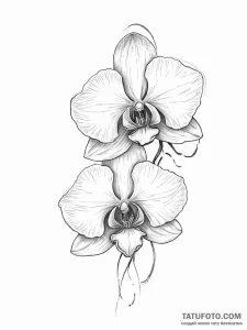 Orchid - эскиз тату (№1755635902_0, 19.08.2025 20:38) — Tatufoto.com
