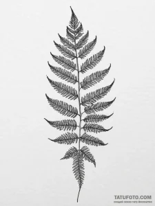 Tattoo sketch a detailed fern leaf, showing i... - эскиз тату (№1755642297_0, 19.08.2025 22:24) — Tatufoto.com