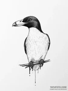 Tattoo sketch razorbill - эскиз тату (№1756052147_0, 24.08.2025 16:15) — Tatufoto.com