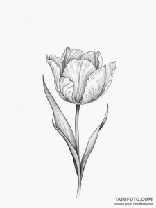 Tattoo sketch tulip flower - эскиз тату (№1756591975_0, 30.08.2025 22:12) — Tatufoto.com