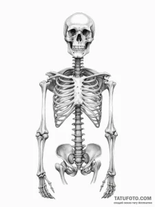 Tattoo sketch skeleton - эскиз тату (№1757170189_0, 06.09.2025 14:49) — Tatufoto.com