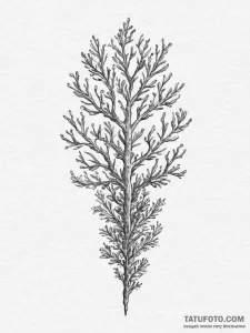 Tattoo sketch coral, ink illustration for tat... - эскиз тату (№1757210394_0, 07.09.2025 01:59) — Tatufoto.com