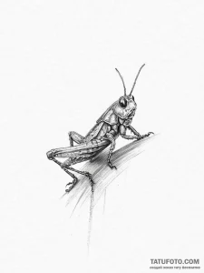 Tattoo sketch pygmy grasshopper - эскиз тату (№1757291519_0, 08.09.2025 00:31) — Tatufoto.com