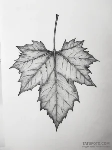 Tattoo sketch sycamore leaf - эскиз тату (№1758123687_0, 17.09.2025 15:41) — Tatufoto.com
