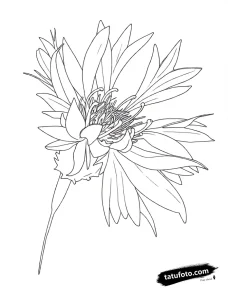 Photo-to-sketch - Стандарт - Photo-to-Sketch [ef3a48]