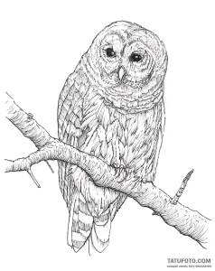 Photo-to-sketch: i_inkdrawing_image_0027_opn4rnue. - Стандарт [ae929e]