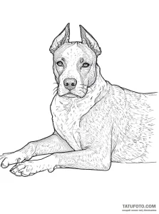 Photo-to-sketch - Стандарт - Photo-to-Sketch [597ccd]
